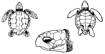 carapaa Caretta
