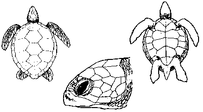 carapaa