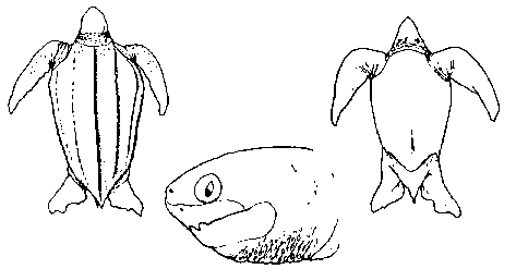 carapaa