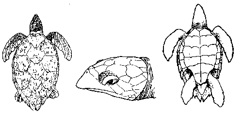 carapaa Eretmochelys