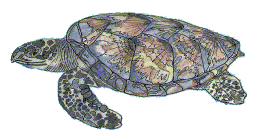 desenho Eretmochelys