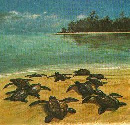 correndo para o mar